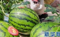 定州市吃瓜网最新消息,揭秘本地新鲜趣事，带你领略定州独特魅力
